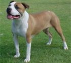 amstaff cutu