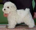 bichon