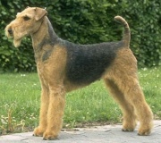 airedale