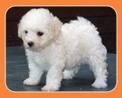 bichon  4